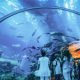 Dubai Aquarium: Rediscover The Beautiful Marine Life