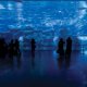The mind-boggling underwater world gets revealed in the Dubai Aquarium and Underwater Zoo