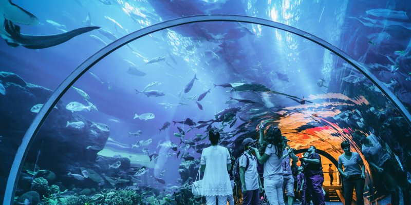 Dubai Aquarium: Rediscover The Beautiful Marine Life