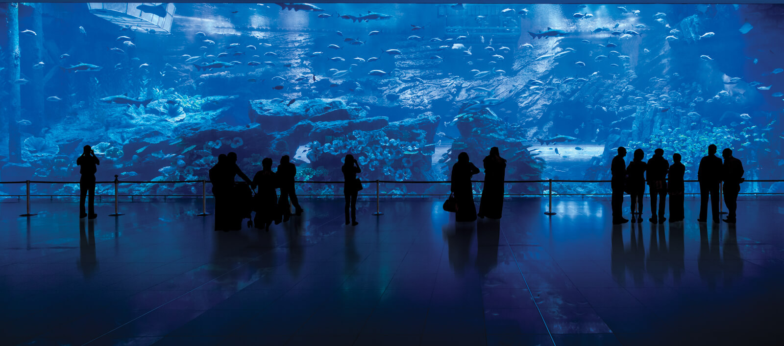The mind-boggling underwater world gets revealed in the Dubai Aquarium and Underwater Zoo