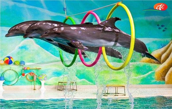 Dolphin and Seal Show - Dubai Dolphinarium