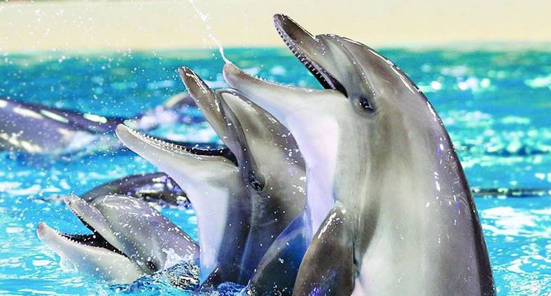 Dolphin and Seal Show - Dubai Dolphinarium